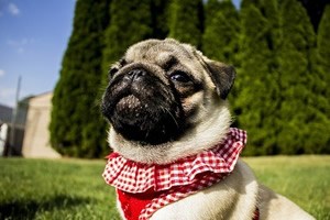 Oogdruppels hond.jpg