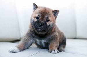 Oorreiniger voor hond.jpg