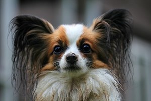 Papillon t shirt.jpg