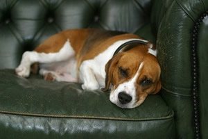 Puppy bench.jpg