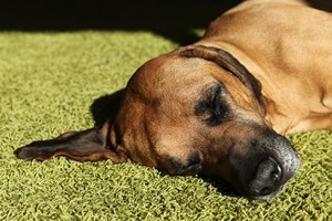 Rhodesian ridgeback boek.jpg
