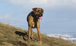 Rhodesian ridgeback t shirt.jpg