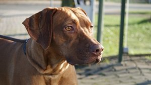 Rhodesian ridgeback waakbord.jpg