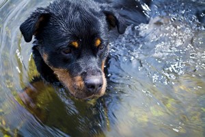 Rottweiler beeld.jpg