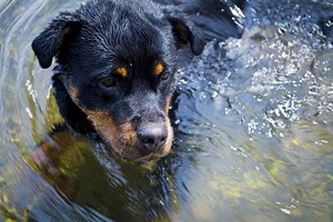 Rottweiler beeld.jpg