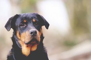 Rottweiler beeldjes.jpg