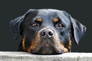 Rottweiler t shirt.jpg
