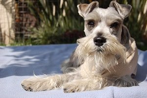 Schnauzer beeldje.jpg