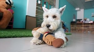 Schnauzer beeldjes.jpg