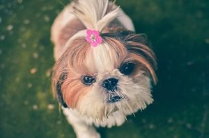 Shampoo puppy.jpg