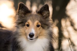 Sheltie t shirt.jpg