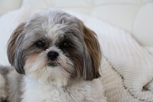 Shih tzu t shirt.jpg