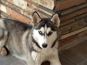 Siberian Husky t shirt.jpg