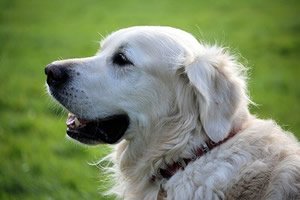 Kleding voor de hond.jpg