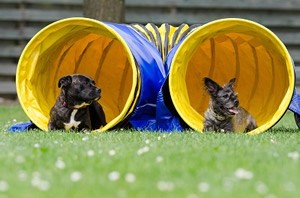 Tunnel hond.jpg