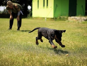 Tunnel voor hond.jpg