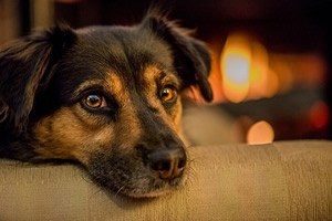 Vetbed hond.jpg