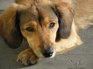 Oogdruppels hond.jpg