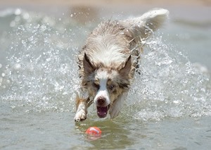 Waakbord australian shepherd.jpg