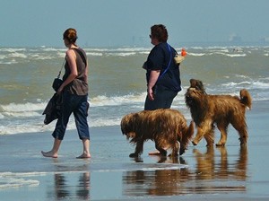Waakbord bouvier.jpg