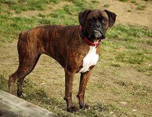 Waakbord boxer.jpg