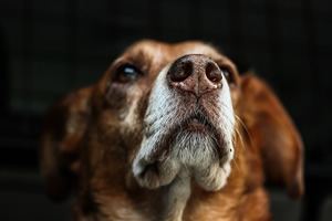 Waakborden hond.jpg