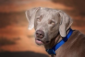 Weimaraner t shirt.jpg