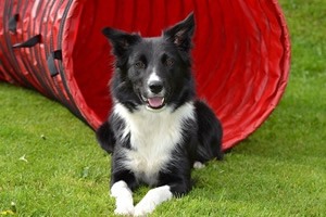 agility toestellen.jpg