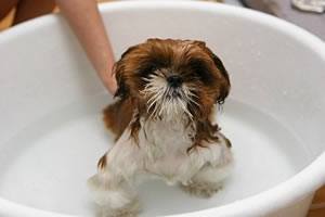 badjas hond.jpg