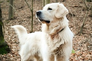 Kopie van shutterstock_110687510 (2).jpg