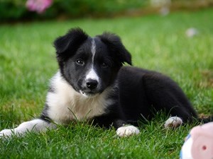 border_collie_t_shirt.jpg