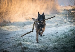 hondenfrisbee.jpg