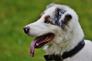 fluitje hond.jpg