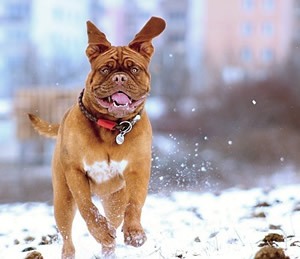 halsband hond.jpg