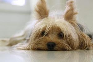 hersen werk hond.jpg