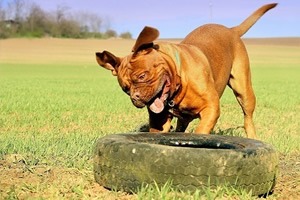 hersen werk voor honden.jpg
