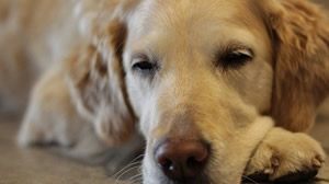 hersenwerk voor honden.jpg