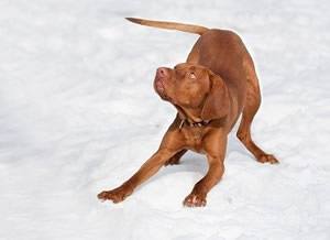 hond hals band.jpg