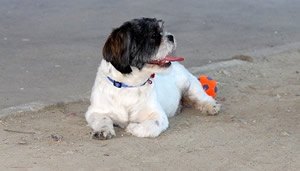 hond halsband.jpg