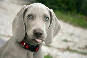 hond muilkorf snuitje.jpg