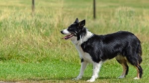 hals band voor honden