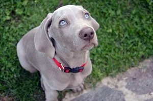 Dekentje hond.jpg
