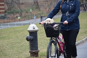 honden fietsmand