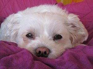 honden knuffel.jpg