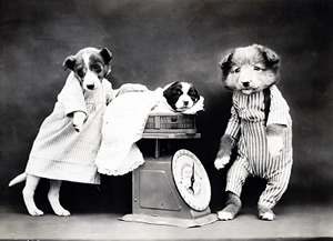 honden overall.jpg