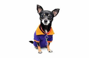 honden t-shirt2.jpg