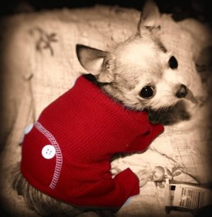 honden t-shirt (2).jpg
