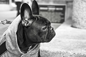 honden t-shirt.jpg