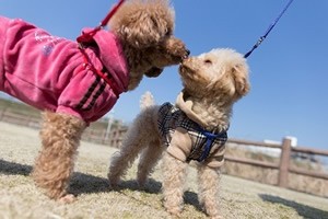 honden t-shirt.jpg
