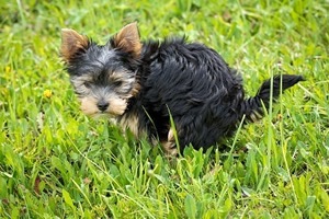 honden luiers.jpg